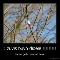 : zuvis buvo didele !!!!!!!!! - kartais geda  pasakyti tiesa 