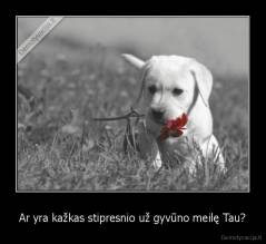 Ar yra kažkas stipresnio už gyvūno meilę Tau? - 