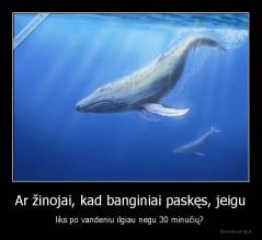 Ar žinojai, kad banginiai paskęs, jeigu - liks po vandeniu ilgiau negu 30 minučių? 