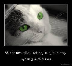 Aš dar nesutikau katino, kurį jaudintų,  - ką apie jį kalba žiurkės.