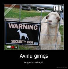 Avinu gimęs - aviganiu netapsi.
