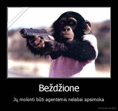 Beždžione - Jų mokinti būti agentėmis nelabai apsimoka