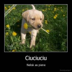 Ciuciuciu - Nelisk as piene