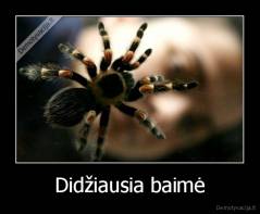 Didžiausia baimė - 