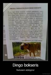 Dingo bokseris - Radusiam atsilygins!