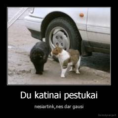 Du katinai pestukai - nesiartink,nes dar gausi