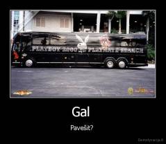 Gal  - Pavešit? 
