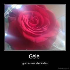 Gėlė  - gražiauses stebuklas