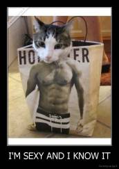 I'M SEXY AND I KNOW IT - 