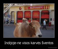 Indijoje-ne visos karvės šventos - 