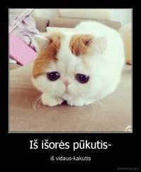 Iš išorės pūkutis- - iš vidaus-kakutis
