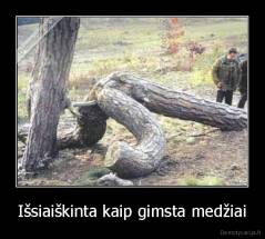 Išsiaiškinta kaip gimsta medžiai - 
