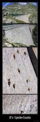 It's SpiderGoats - 