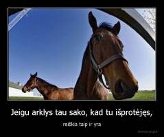 Jeigu arklys tau sako, kad tu išprotėjęs, - reiškia taip ir yra