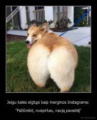 Jeigu kalės elgtųsi kaip merginos Instagrame: - "Pažiūrėkit, nusipirkau, naują pavadėlį"