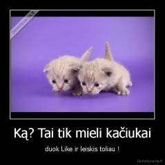 Ką? Tai tik mieli kačiukai - duok Like ir leiskis toliau !
