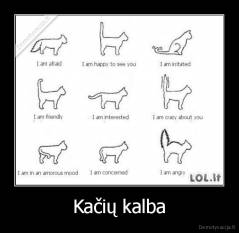 Kačių kalba - 