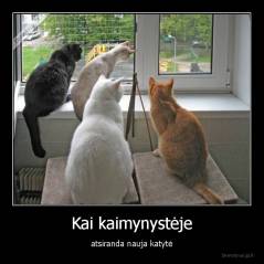 Kai kaimynystėje - atsiranda nauja katytė