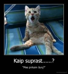 Kaip suprast......? - "Mes pirksim šunį?"