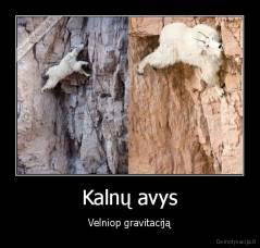 Kalnų avys - Velniop gravitaciją