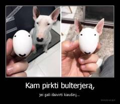 Kam pirkti bulterjerą, - jei gali išsivirti kiaušinį...