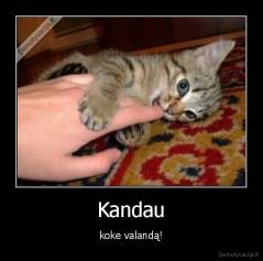 Kandau - koke valandą!