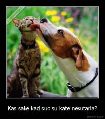 Kas sake kad suo su kate nesutaria? - 
