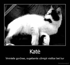 Katė - Vinintelis gyvūnas, sugebantis užmigti visiškai bet kur