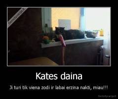 Kates daina - Ji turi tik viena zodi ir labai erzina nakti, miau!!!