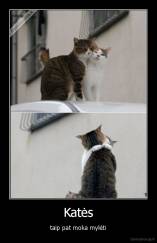 Katės - taip pat moka mylėti