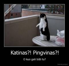 Katinas?! Pingvinas?! - O kuo gali būti tu?