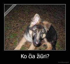 Ko čia žiūri? - 