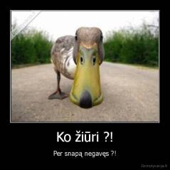 Ko žiūri ?! - Per snapą negavęs ?!