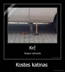 Kostes katinas  - 