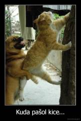 Kuda pašol kice... - 