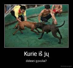 Kurie iš jų - didesni gyvuliai?