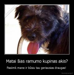 Matai šias ramumo kupinas akis? - Pasiimk mane ir būsiu tau geriausias draugas! 