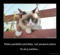 Mažas paukštelis pačiulbėjo, kad pavasaris ateina - Tai aš jį suėdžiau...