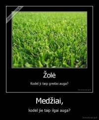Medžiai, - kodėl jie taip ilgai auga?