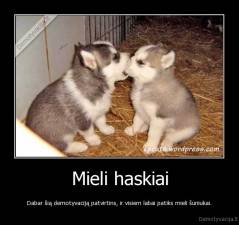 Mieli haskiai - Dabar šią demotyvaciją patvirtins, ir visiem labai patiks mieli šuniukai.