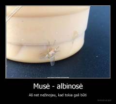 Musė - albinosė - Aš net nežinojau, kad tokia gali būti