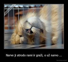 Narve ji atrodo rami ir graži, o už narvo ... - 