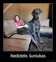 Nedidelis šuniukas - 