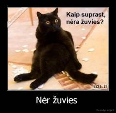 Nėr žuvies  - 