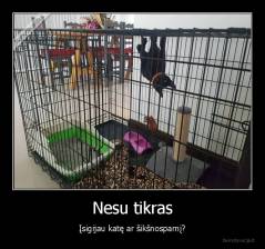 Nesu tikras - Įsigijau katę ar šikšnosparnį?