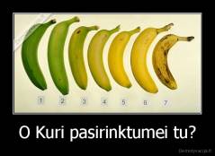 O Kuri pasirinktumei tu? - 
