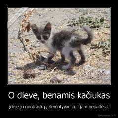 O dieve, benamis kačiukas - įdėję jo nuotrauką į demotyvacija.lt jam nepadėsit.