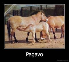Pagavo - 