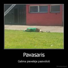 Pavasaris - Galima pievelėje pasivolioti