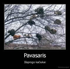 Pavasaris - Išsprogo kačiukai